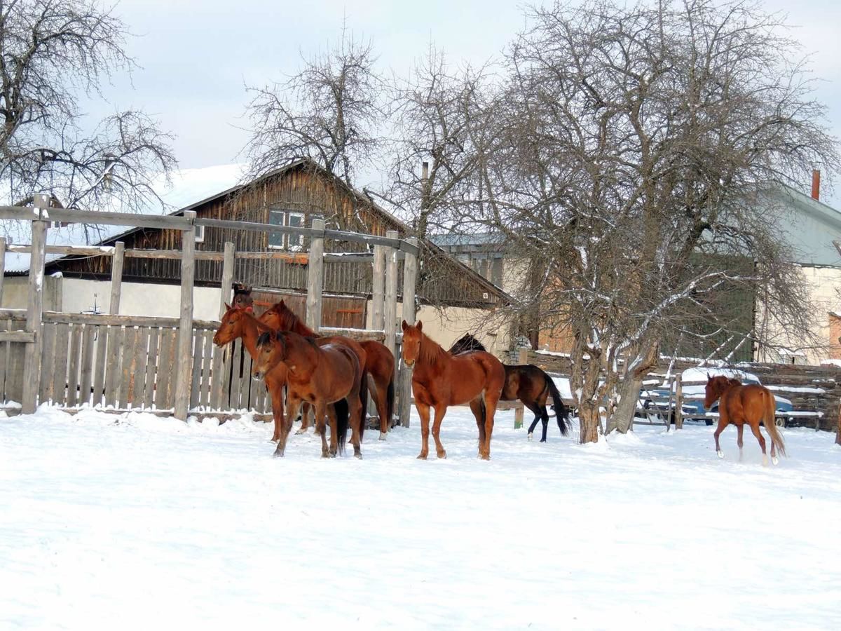 Загородные дома Eco dom v lesu Bila Krynytsya-42